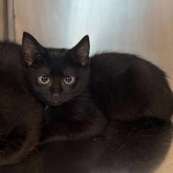 Domestic Short Hair Cats Available for Adoption in Elyria, Ohio - Pistachio | PetCurious