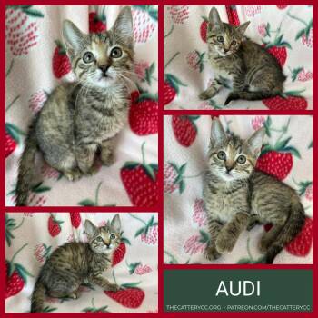 Audi -  Domestic Short Hair Cat for Adoption in Corpus Christi, Texas - Audi | PetCurious