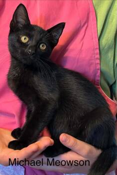 Michael Meowson -  American Shorthair Cat for Adoption in El Dorado, Arkansas - Michael Meowson | PetCurious