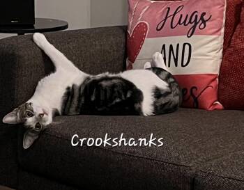 Domestic Short Hair Cats Available for Adoption in Redondo Beach, California - Crookshanks | PetCurious