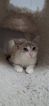 Ana -  Domestic Short Hair Cat for Adoption in Walled Lake, Michigan - Ana | PetCurious