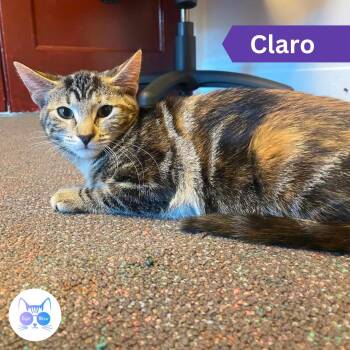Claro -  Domestic Short Hair Cat for Adoption in Penfield, New York - Claro | PetCurious