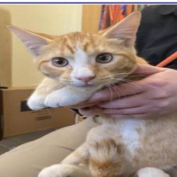 Tiger -  Domestic Short Hair Cat for Adoption in Grantsville, Utah - Tiger | PetCurious