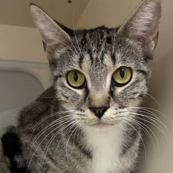 Margaret -  Domestic Short Hair Cat for Adoption in Ponca City, Oklahoma - Margaret | PetCurious