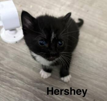 Hershey -  American Shorthair Cat for Adoption in Telford, Pennsylvania - Hershey | PetCurious
