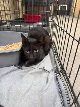 Binx -  Domestic Short Hair Cat for Adoption in Shelbyville, Tennessee - Binx | PetCurious