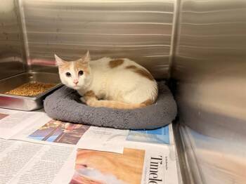 Domestic Short Hair Cats Available for Adoption in Rowlett, Texas - ALI BABA | PetCurious