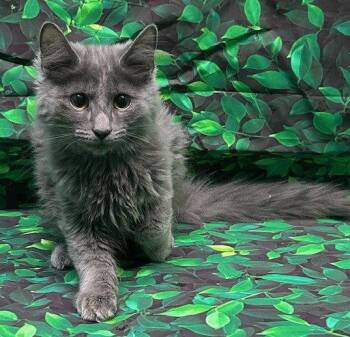 Domestic Medium Hair Cats Available for Adoption in Wetumpka, Alabama - 260453  Spoon | PetCurious