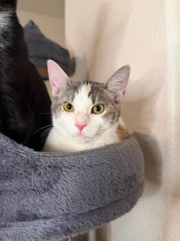 Oyster -  Domestic Short Hair Cat for Adoption in Davis, California - Oyster | PetCurious