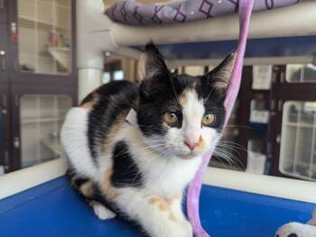 Sara -  Domestic Short Hair Cat for Adoption in Buena Vista, Colorado - Sara | PetCurious