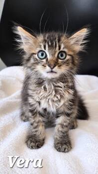 Vera -  Domestic Medium Hair Cat for Adoption in Sidney, Ohio - Vera | PetCurious