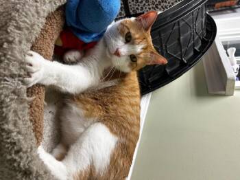 Rescue Domestic Short Hair Cats for Adoption in Cape May, New Jersey - Cheddar | PetCurious