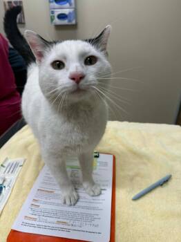 Olaf -  Domestic Short Hair Cat for Adoption in Leesburg, Virginia - Olaf | PetCurious