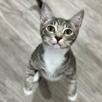 Rescue Domestic Short Hair Cats for Adoption in Los Angeles, California - Pipes | PetCurious