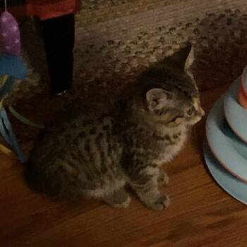 Hope -  Domestic Short Hair Cat for Adoption in La Grange, Kentucky - Hope | PetCurious
