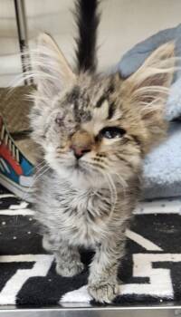 Rescue Domestic Medium Hair and Domestic Short Hair Cats for Adoption in Westland, Michigan - Midge | PetCurious