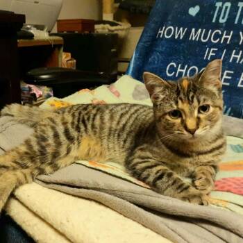 Domestic Short Hair Cats Available for Adoption in Middleton, Wisconsin - Peanut Butter | PetCurious