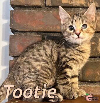 Tootie -  Domestic Short Hair Cat for Adoption in Douglasville, Georgia - Tootie | PetCurious