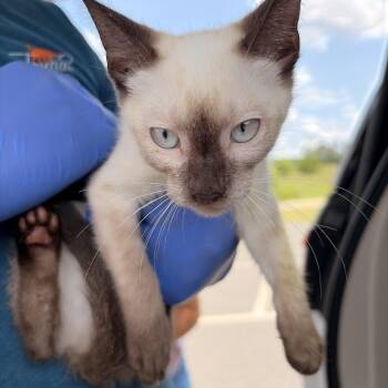 CrackerJack -  Siamese and Domestic Short Hair Cat for Adoption in Marshall, Texas - CrackerJack | PetCurious