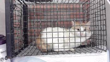 A2093688 -  Domestic Medium Hair and Domestic Short Hair Cat for Adoption in Houston, Texas - A2093688 | PetCurious