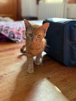 Rescue Domestic Short Hair Cats for Adoption in Pawtucket, Rhode Island - Trixi | PetCurious