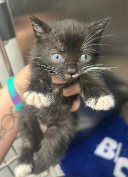 Lunchable -  Domestic Short Hair Cat for Adoption in Hartsville, South Carolina - Lunchable | PetCurious
