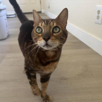 Dexter -  Domestic Short Hair Cat for Adoption in Agoura Hills, California - Dexter | PetCurious