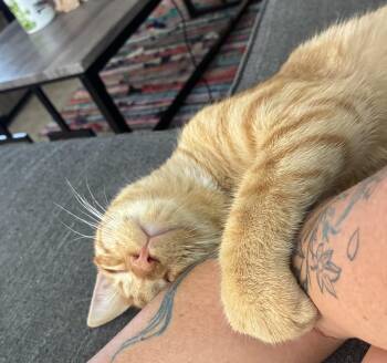 Carr -  Domestic Short Hair Cat for Adoption in Villa Park, California - Carr | PetCurious