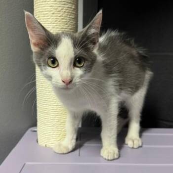 Rigatoni -  Domestic Medium Hair Cat for Adoption in Edwardsville, Illinois - Rigatoni | PetCurious