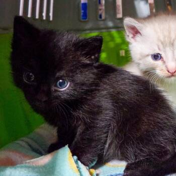 Domestic Short Hair Cats Available for Adoption - Duncan | PetCurious