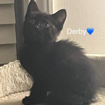 Derby -  Domestic Short Hair Cat for Adoption in Peachtree City, Georgia - Derby | PetCurious