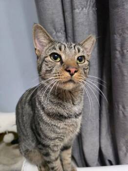 Sinky 2 years AVA 10/8 -  Domestic Short Hair Cat for Adoption in Sterling, Massachusetts - Sinky 2 Years AVA 10/8 | PetCurious