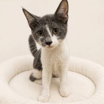 Greta -  Domestic Short Hair Cat for Adoption in Redwood Falls, Minnesota - Greta | PetCurious