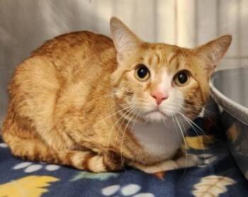 Sam -  Domestic Short Hair Cat for Adoption in Butte, Montana - Sam | PetCurious