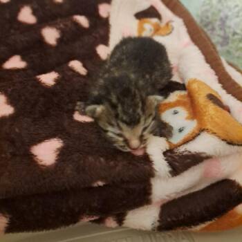 Robbie -  Domestic Short Hair Cat for Adoption in Sarasota, Florida - Robbie | PetCurious