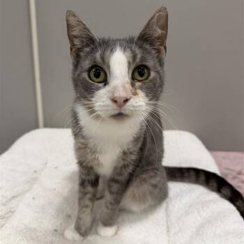 Domestic Short Hair Cats Available for Adoption - Hustle | PetCurious