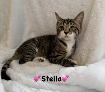 Stella -  Domestic Short Hair Cat for Adoption in Copley, Ohio - Stella | PetCurious