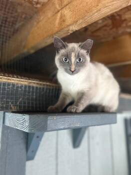 Domestic Short Hair Cats Available for Adoption in Ashland, Ohio - Ellie (bonded With Maggie) | PetCurious