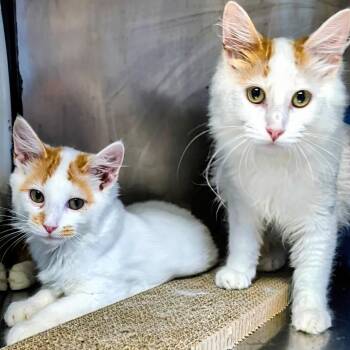 Copper - Bonded with Rusty -  Domestic Medium Hair Cat for Adoption in West Jefferson, Ohio - Copper - Bonded With Rusty | PetCurious