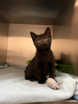 RYDER -  Domestic Short Hair Cat for Adoption in Delson, Quebec - RYDER | PetCurious
