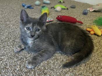 CRANBERRY -  Domestic Short Hair Cat for Adoption in Fort Wayne, Indiana - CRANBERRY | PetCurious