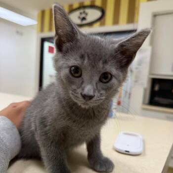 Reuben -  Domestic Short Hair Cat for Adoption in Riverwoods, Illinois - Reuben | PetCurious