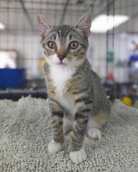 Rescue Domestic Short Hair Cats for Adoption in Vallejo, California - Poe | PetCurious