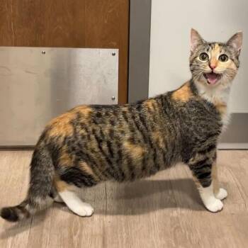 Punkin -  Domestic Short Hair Cat for Adoption - Punkin | PetCurious