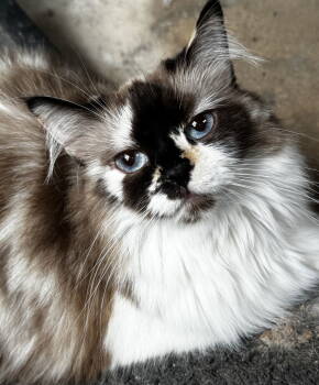 Rescue Cymric Cats for Adoption in Powder Springs, Georgia - JACKIE | PetCurious