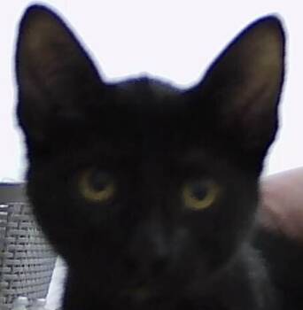 Domestic Short Hair Cats Available for Adoption - Currant | PetCurious