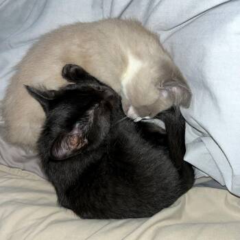 Cher -  Domestic Short Hair Cat for Adoption in Woodinville, Washington - Cher | PetCurious