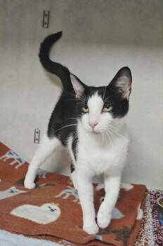 Minnie -  Domestic Short Hair Cat for Adoption in Wapakoneta, Ohio - Minnie | PetCurious
