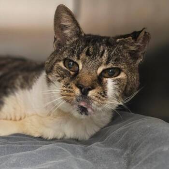 Domestic Short Hair Cats Available for Adoption - BIG FRANK | PetCurious