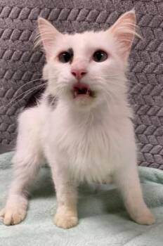 Pecan -  Domestic Medium Hair and Domestic Short Hair Cat for Adoption in Lampasas, Texas - Pecan | PetCurious